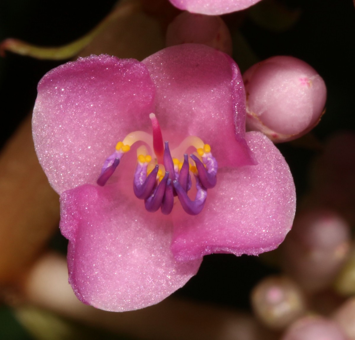 Medinilla multiflora Merr.